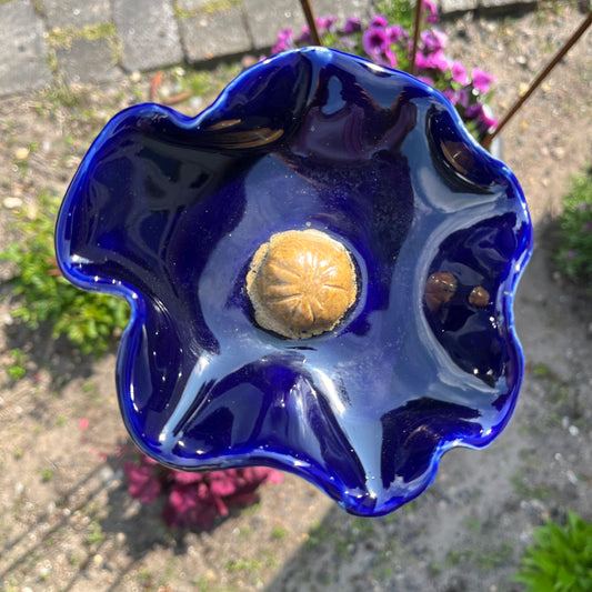 Blomst, mørkeblå valmue