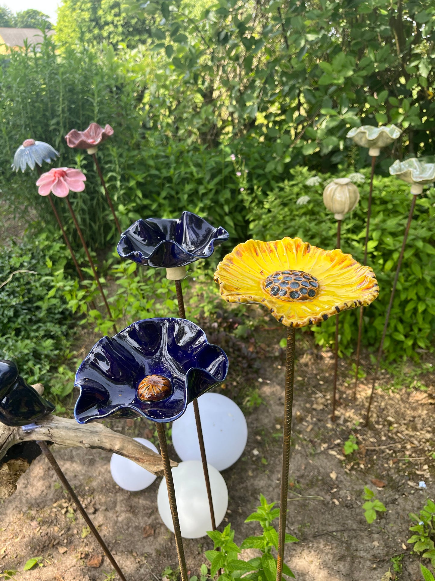 Blomst, valmue blå
