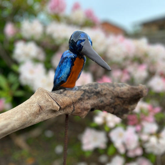 Isfugl på drivtømmer