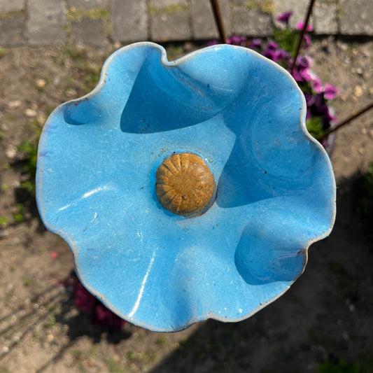 Blomst, valmue blå